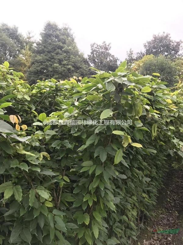 可供湖南油麻藤基地 出售杯苗的油麻藤价格大小杯子哦