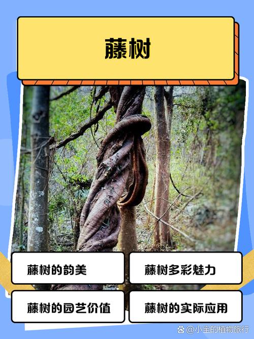 藤树之美 自然藤韵与树魂交响