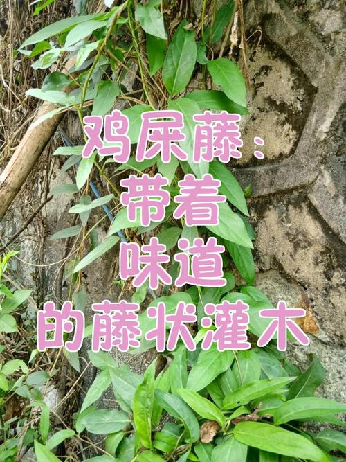 鸡屎藤 带着“味道”的藤状灌木